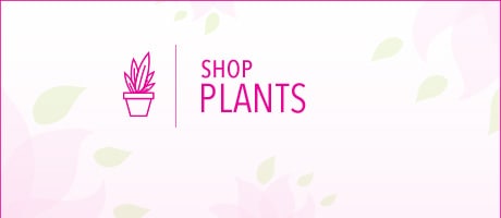 Beautiful Seasonal Flowers Banner